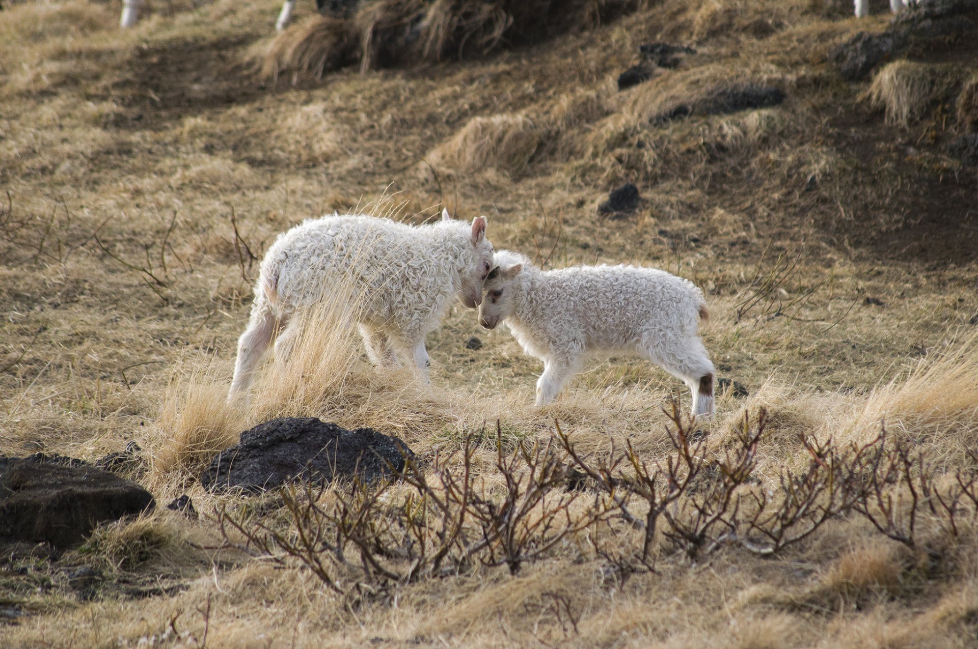 Upprekstur á afrétti í Þingeyjarsveit